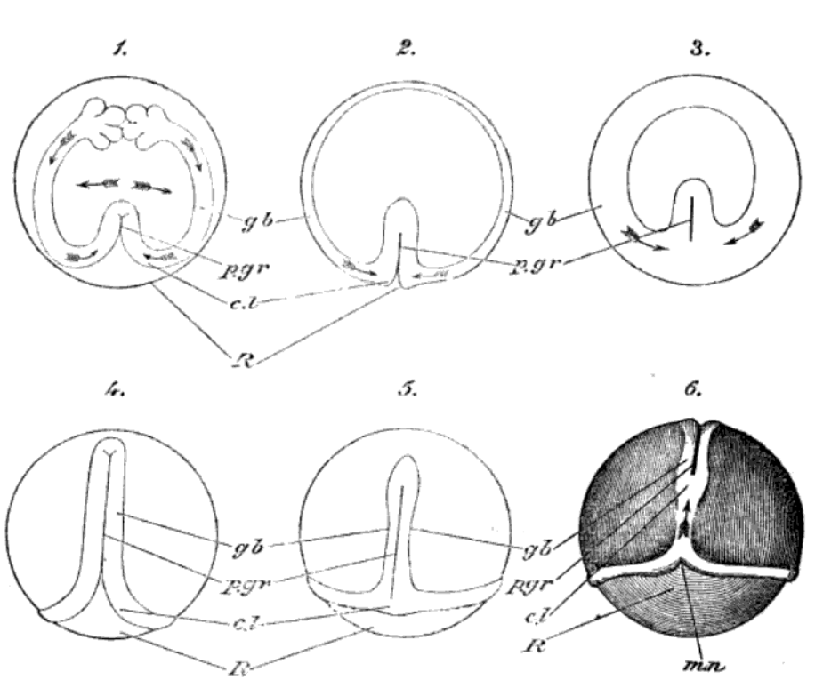 Clepsine
