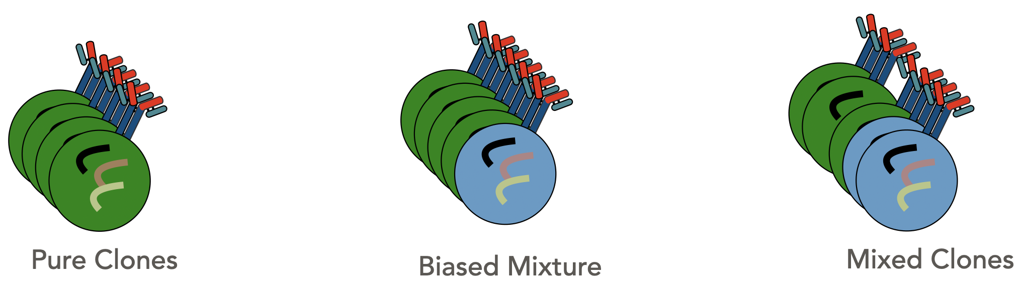 B Cell Schematic