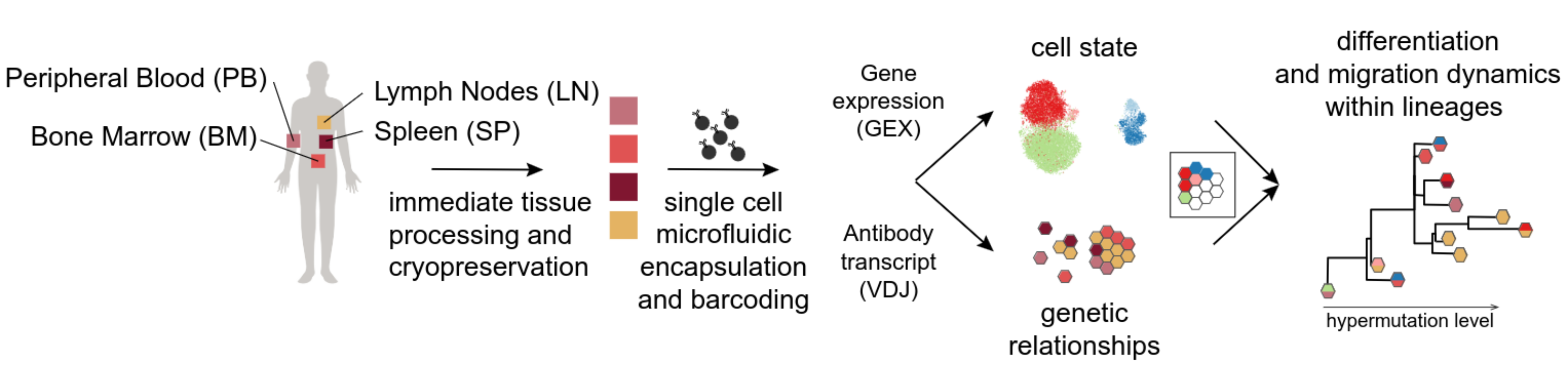 Mapping the Statistics of the Human B cell system